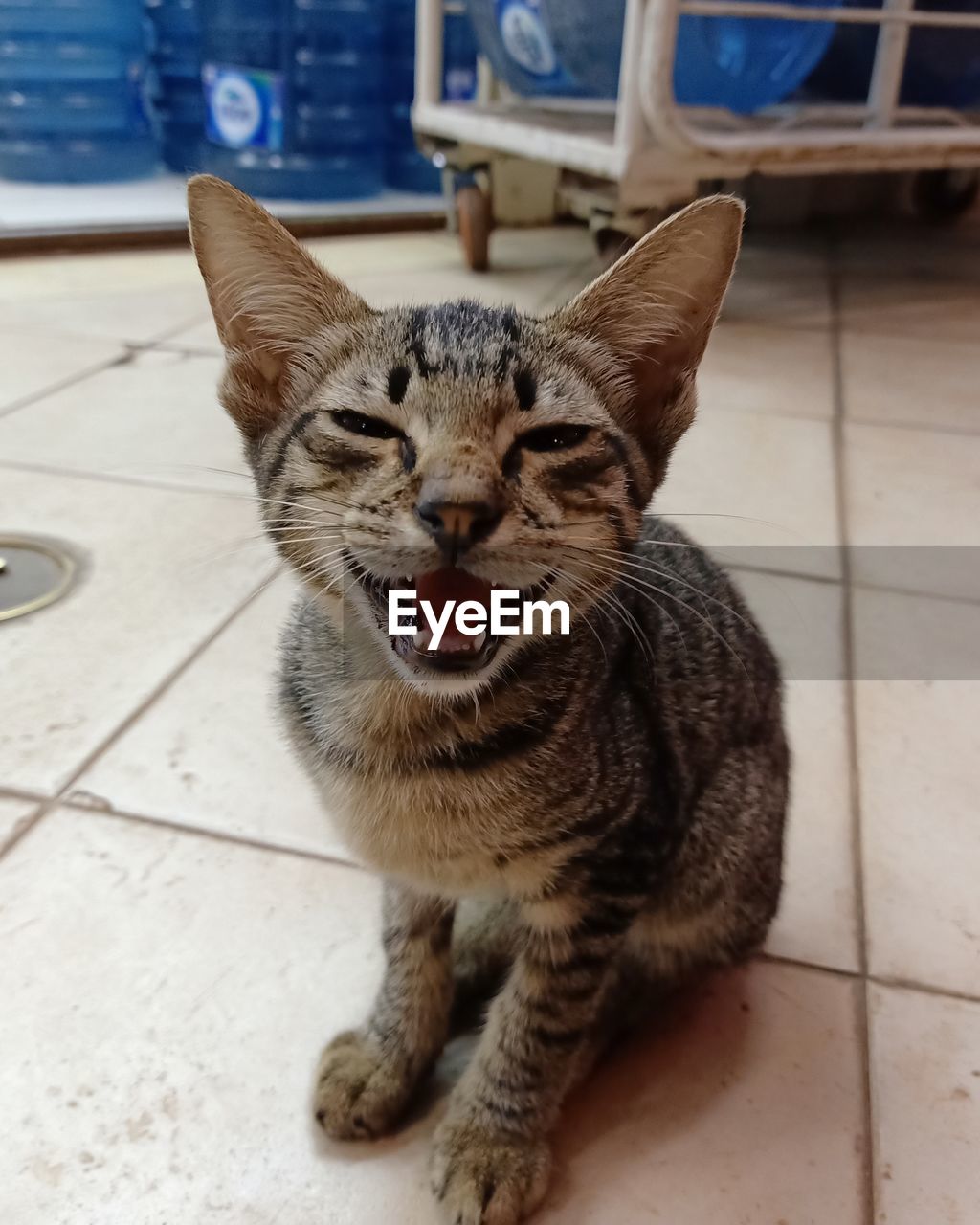 PORTRAIT OF A CAT SITTING ON FLOOR