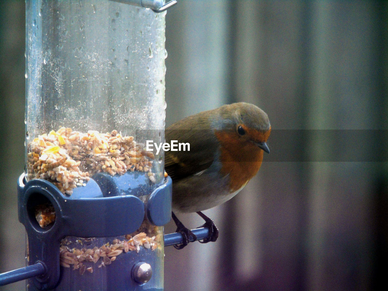 Robin perching on wet bird feeder