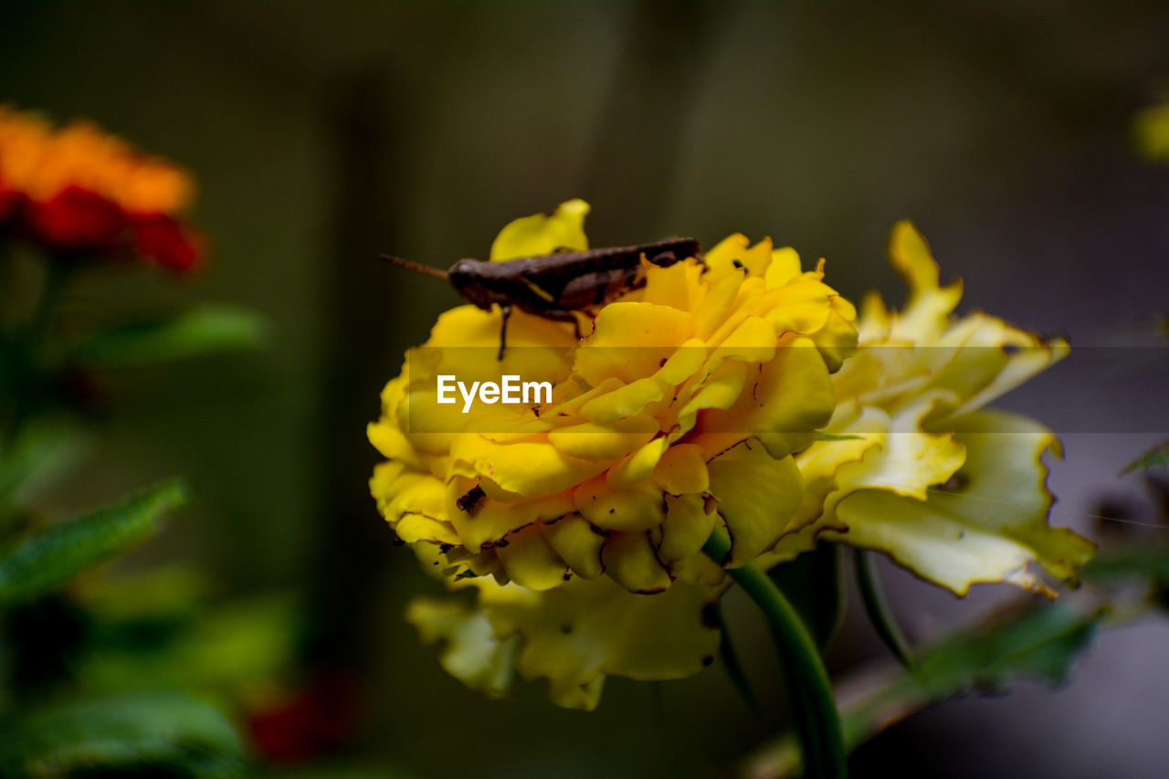 CLOSE-UP OF HONEY BEE ON YELLOW FLOWER