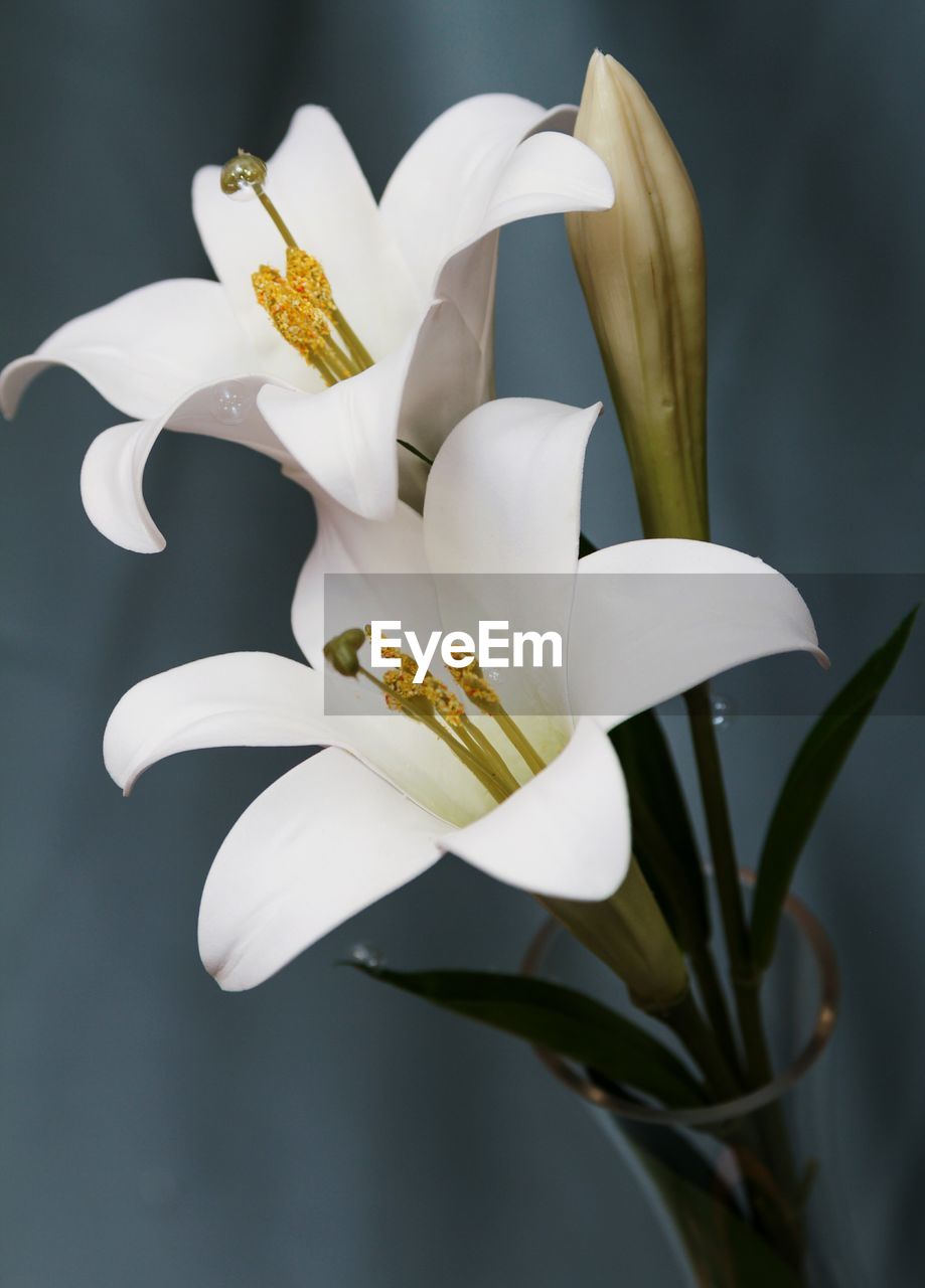 CLOSE-UP OF WHITE FLOWERS