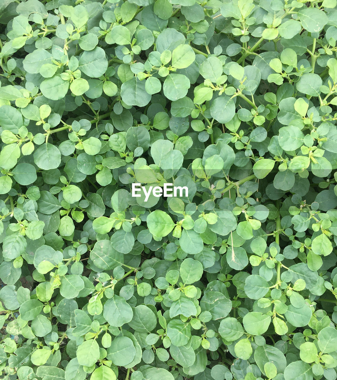 FULL FRAME SHOT OF FRESH GREEN LEAVES