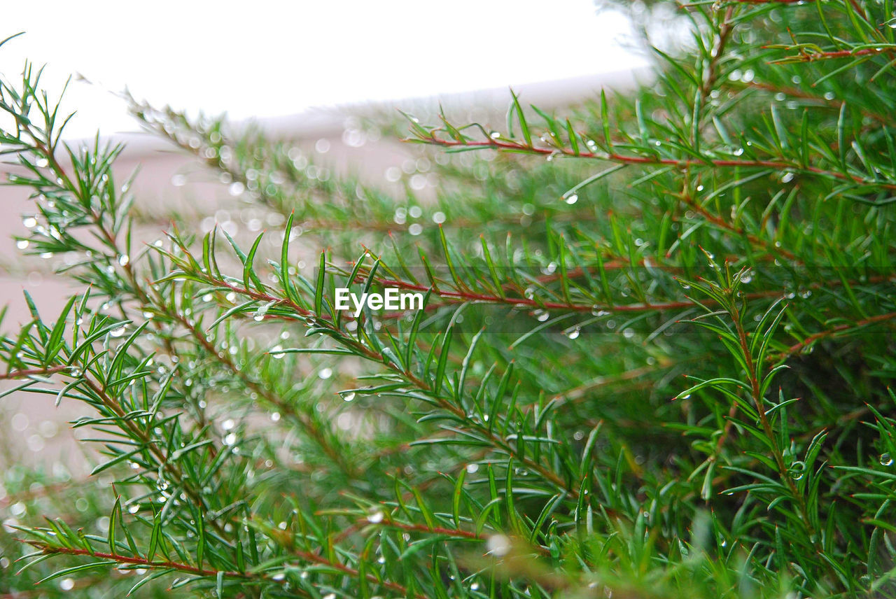 Close-up of wet grass on field