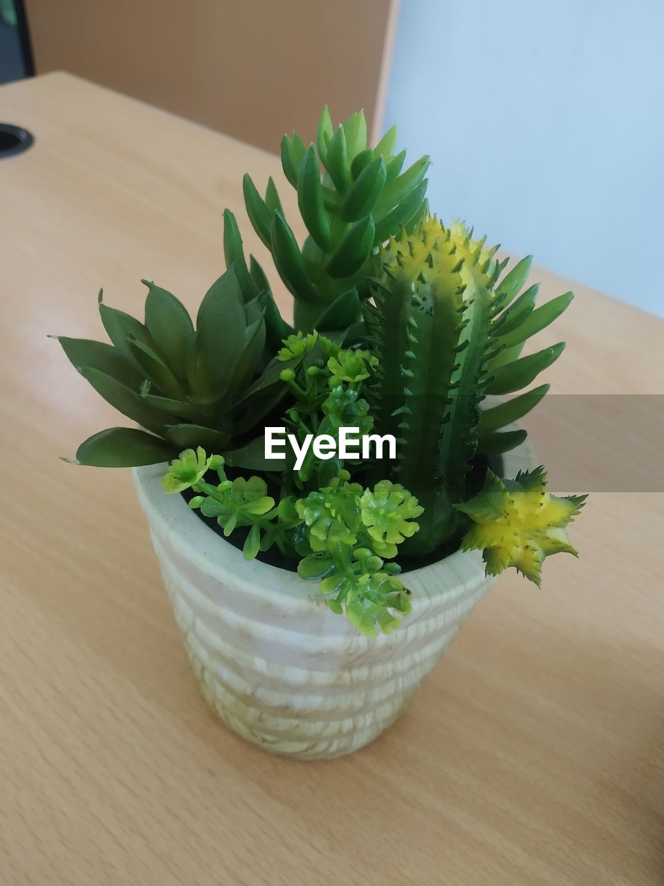HIGH ANGLE VIEW OF SUCCULENT PLANT IN POT