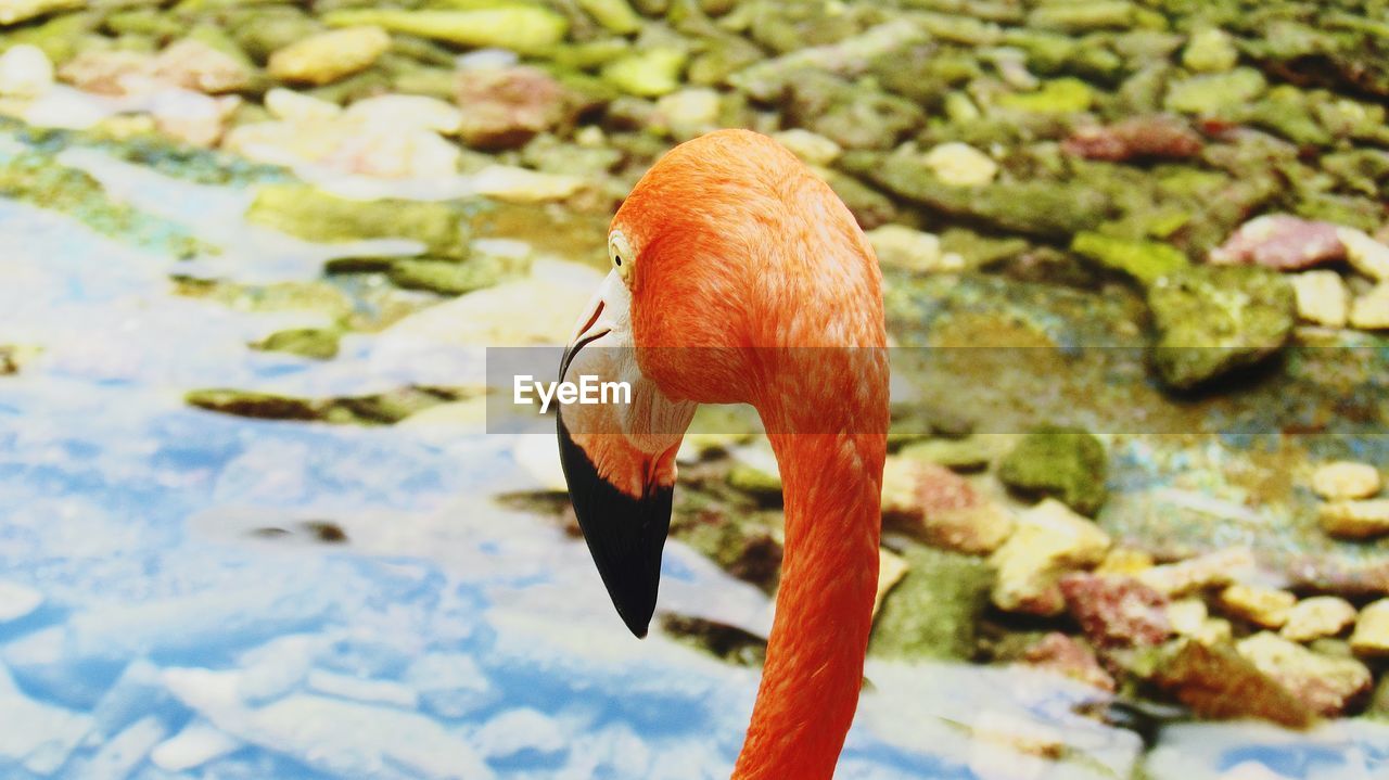 CLOSE-UP OF A DUCK