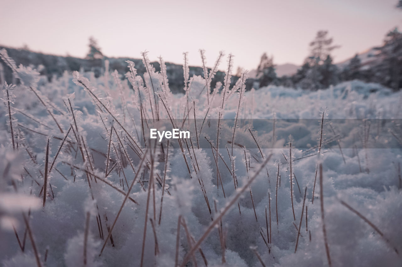 Close-up of frozen plants on field against sky