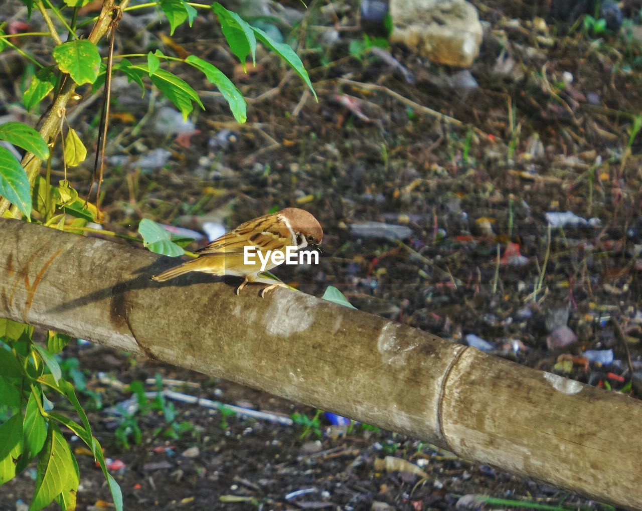 Sparrow on branch