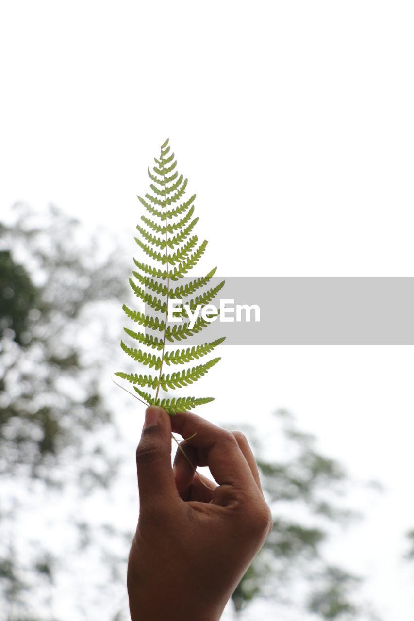 Cropped hand holding fern leaves against clear sky
