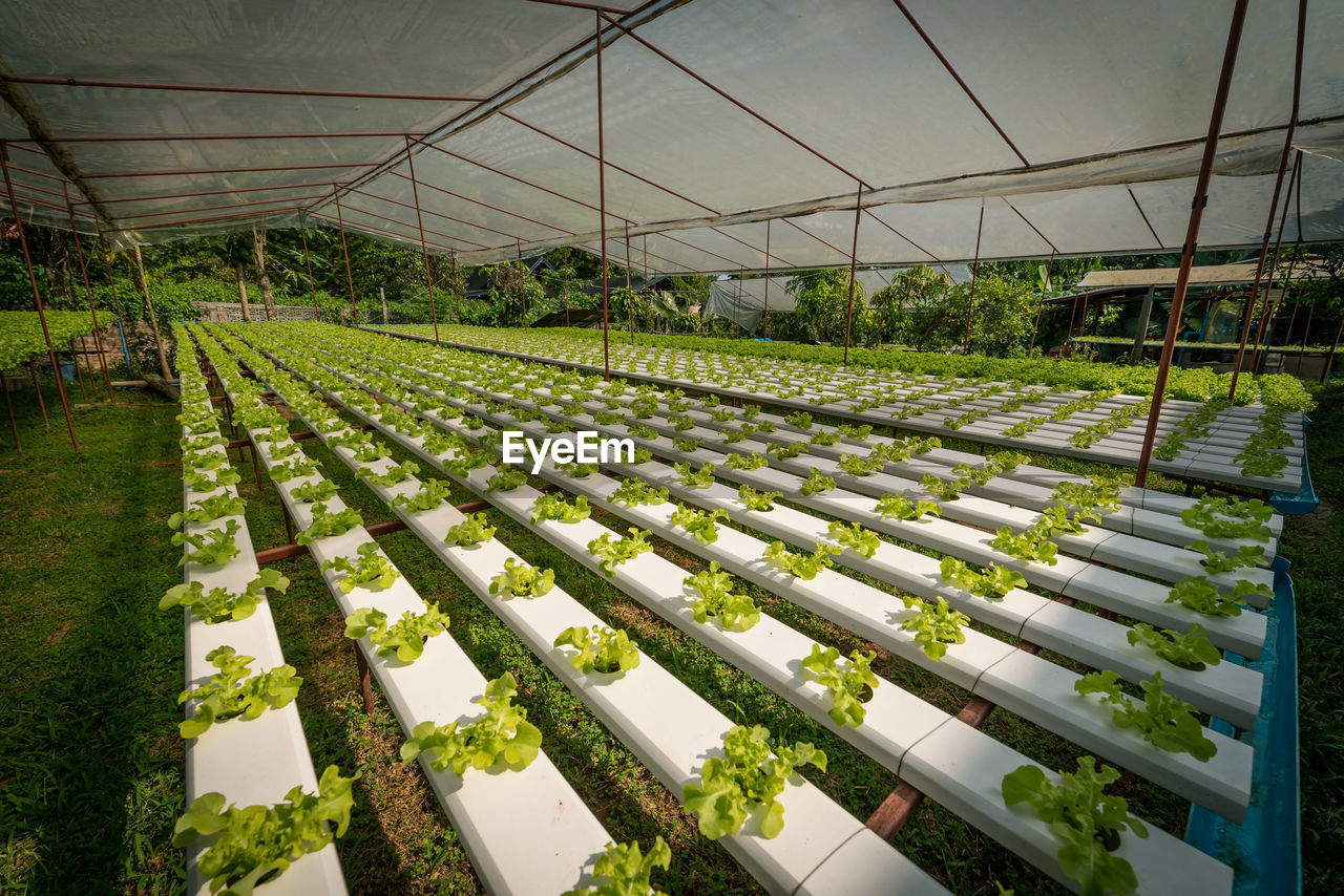 PLANTS GROWING IN GREENHOUSE AT FIELD