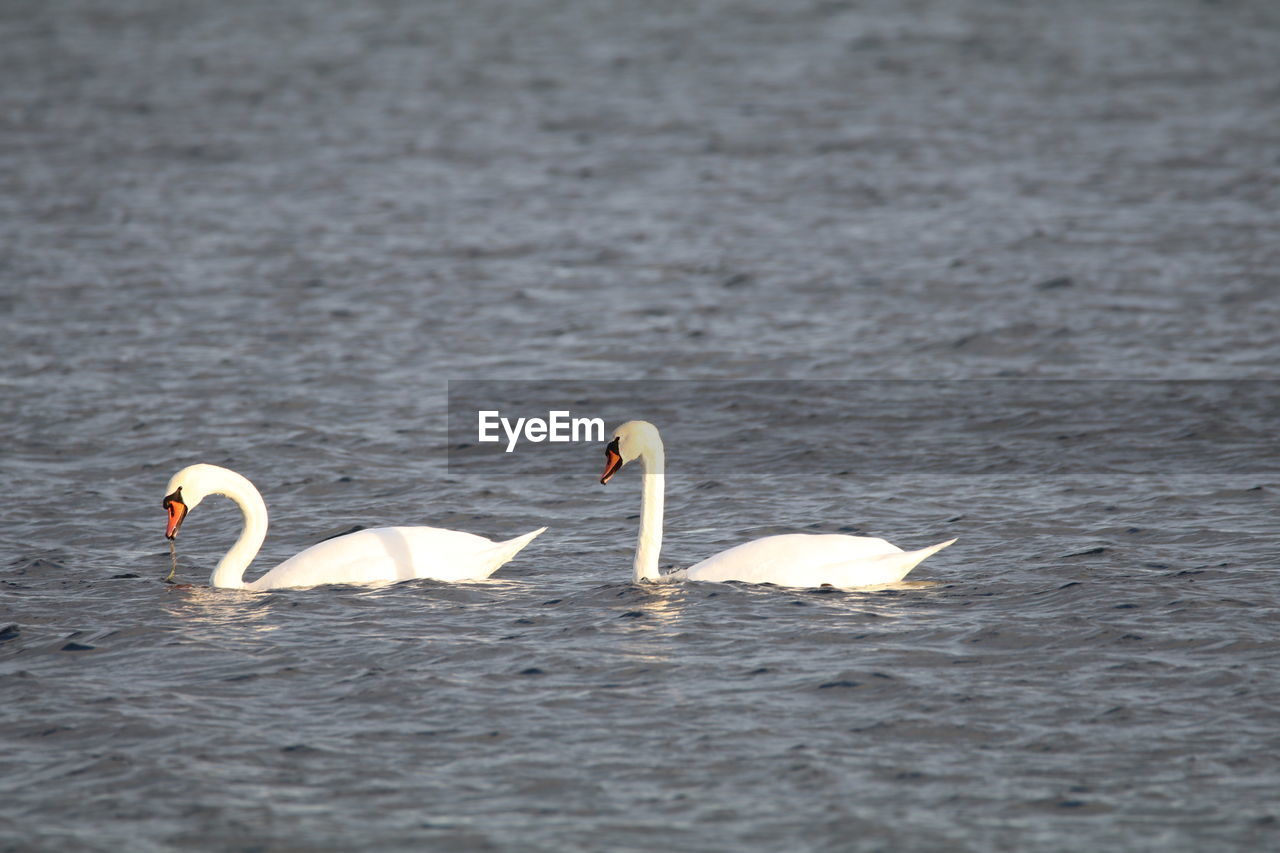 Swans swimming in lake