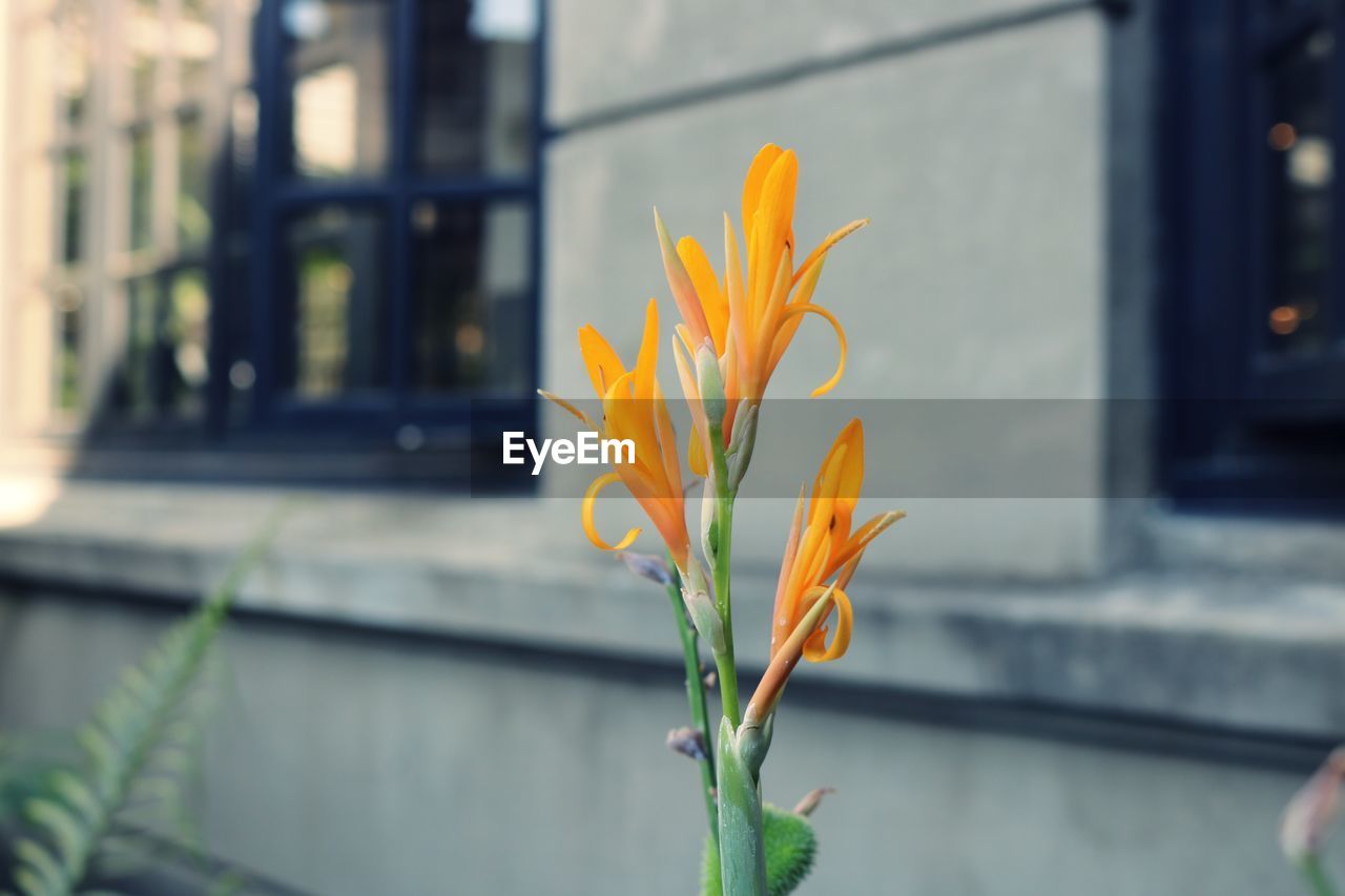 Close-up of yellow flowering plant