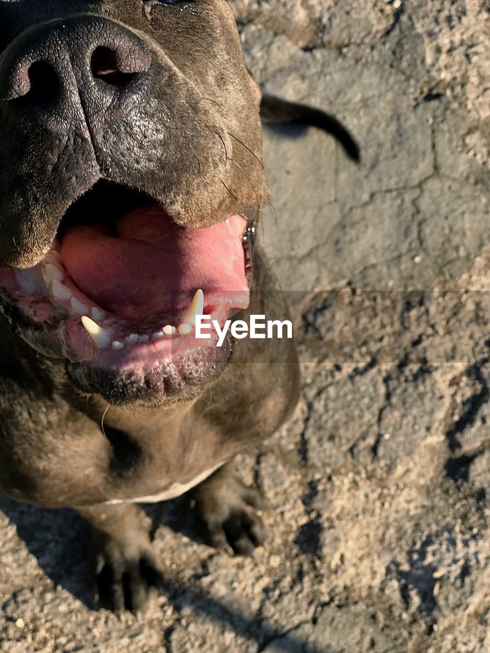 CLOSE-UP OF A DOG WITH MOUTH OPEN