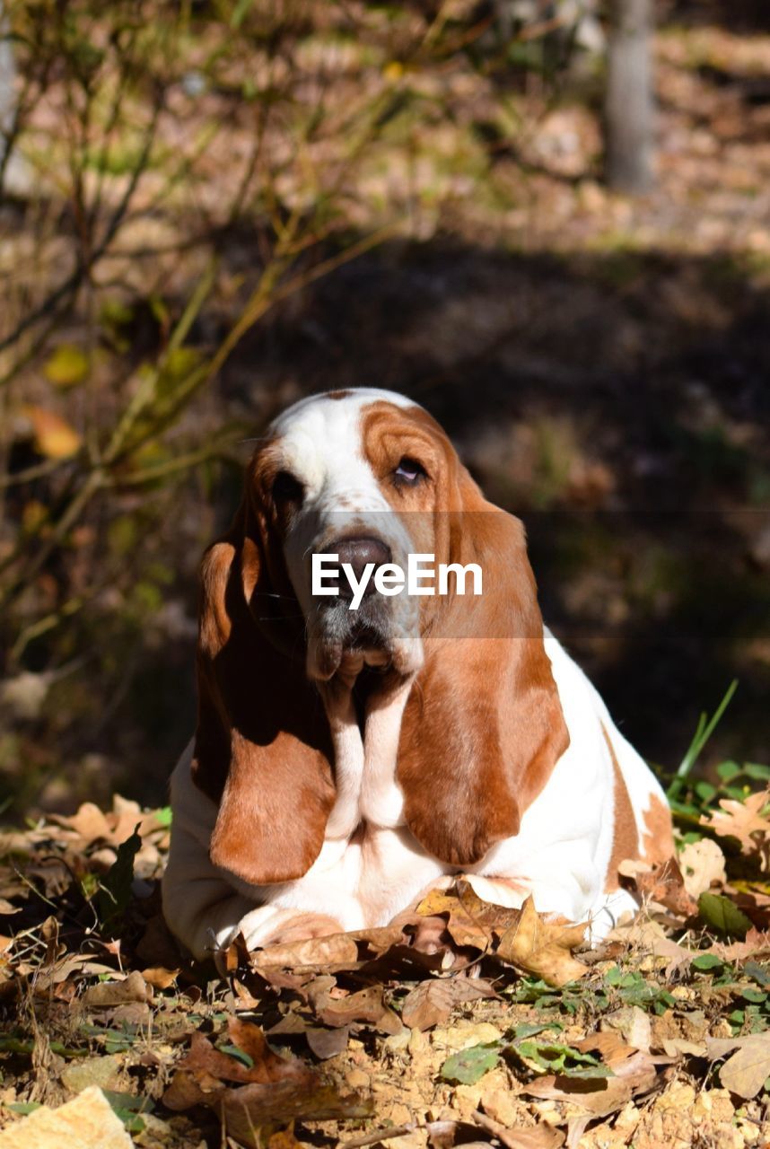 Portrait of dog sitting on field