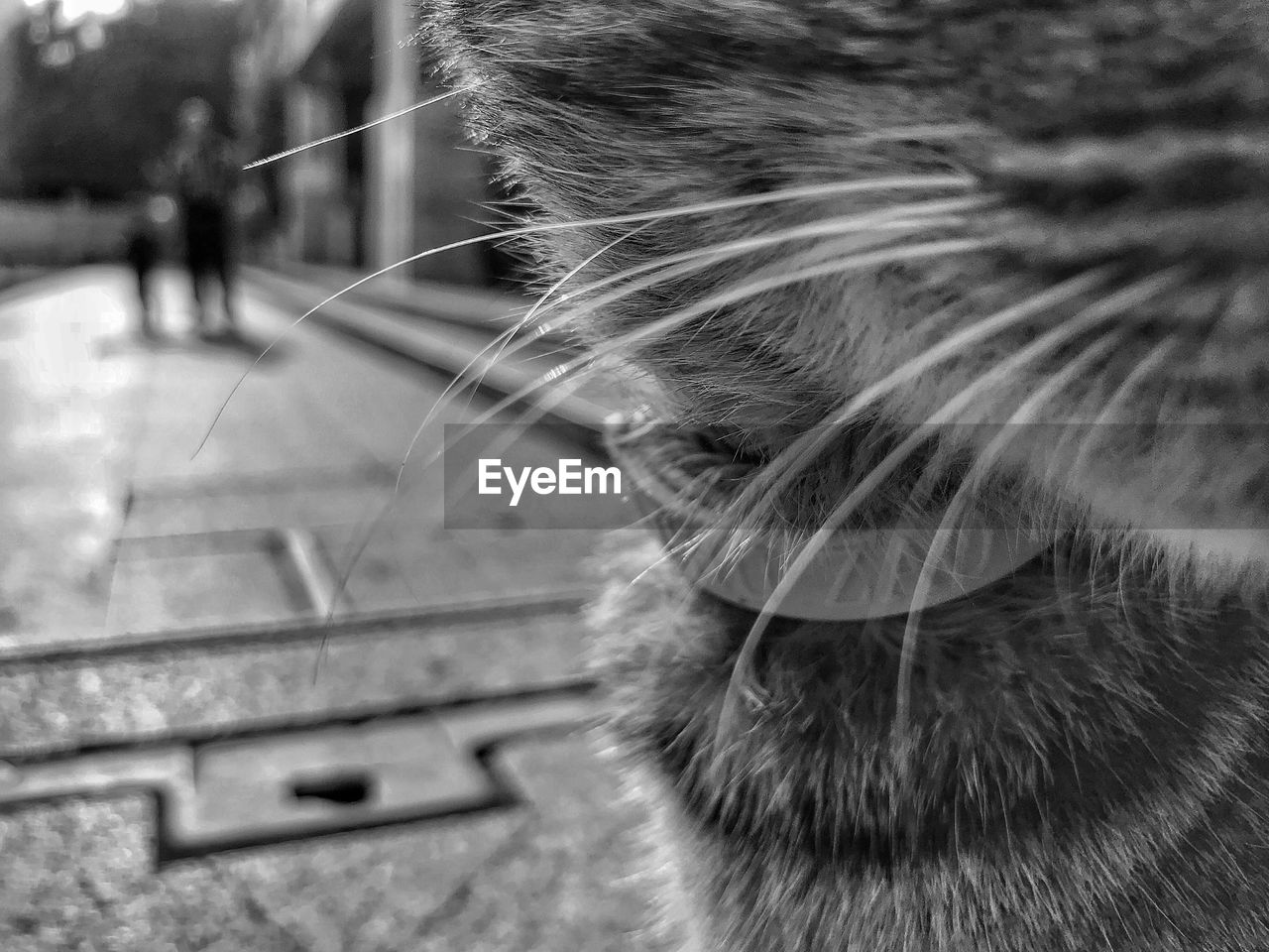 CLOSE-UP OF CAT ON FLOOR