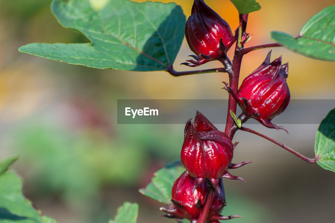 CLOSE-UP OF BERRIES ON PLANT