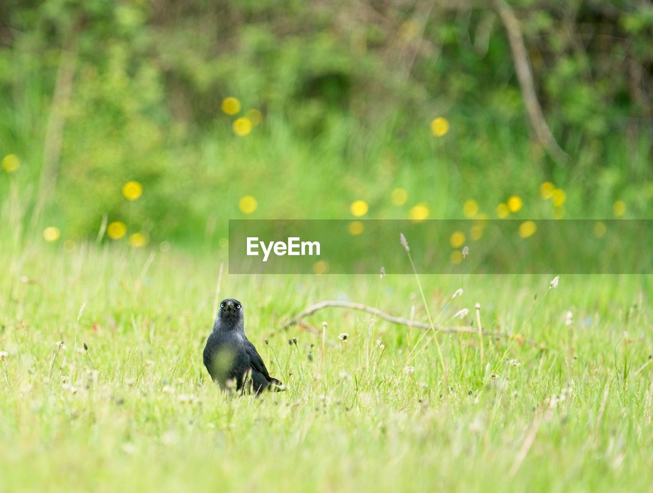 Jackdaw bird in a field