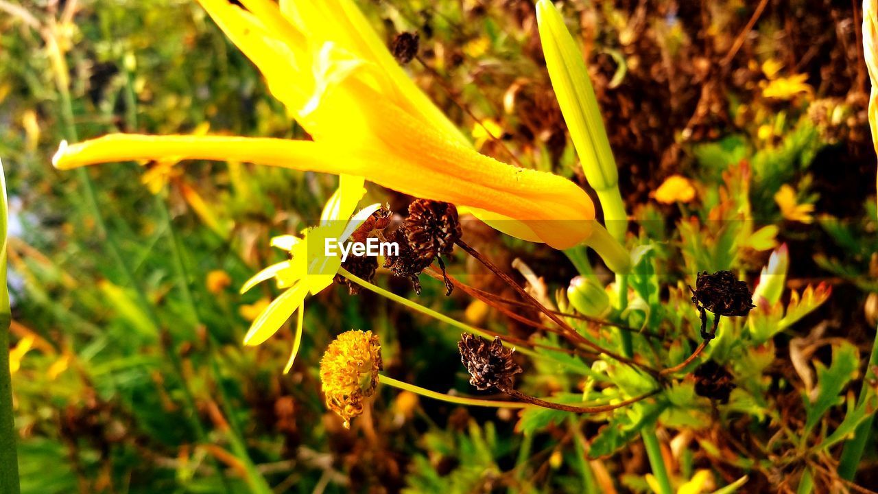 BEE ON YELLOW FLOWER