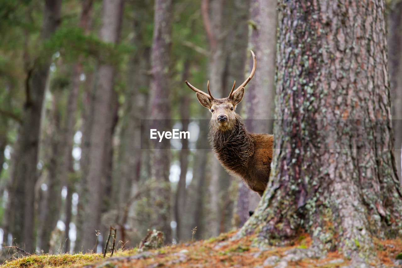 Portrait of deer standing amidst trees in forest