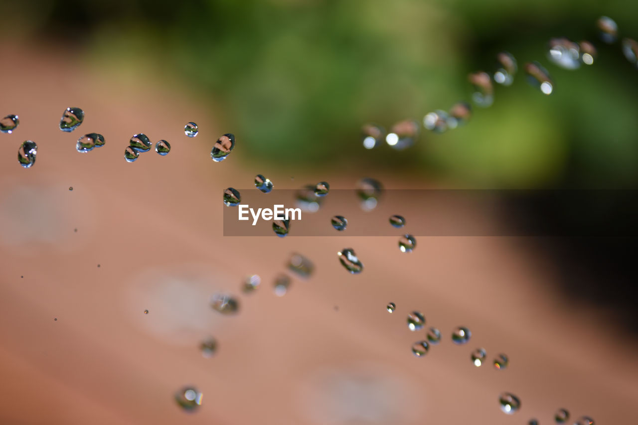 CLOSE-UP OF WET DROPS ON LEAF