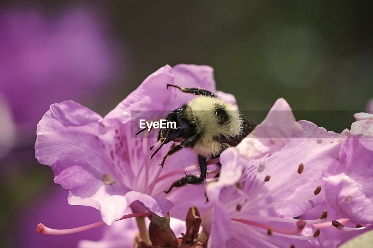 CLOSE-UP OF BEE POLLINATING ON FLOWER