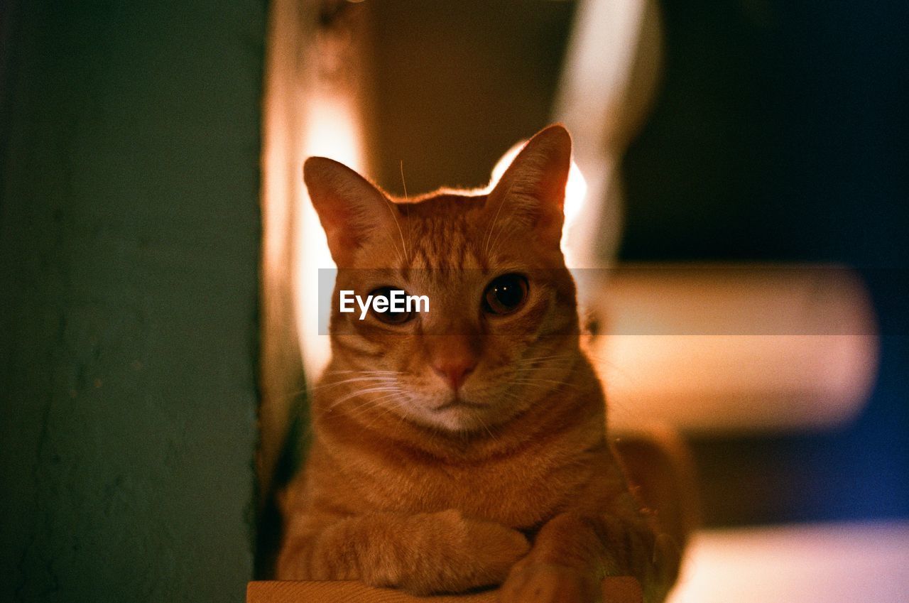 Portrait of cat at home
