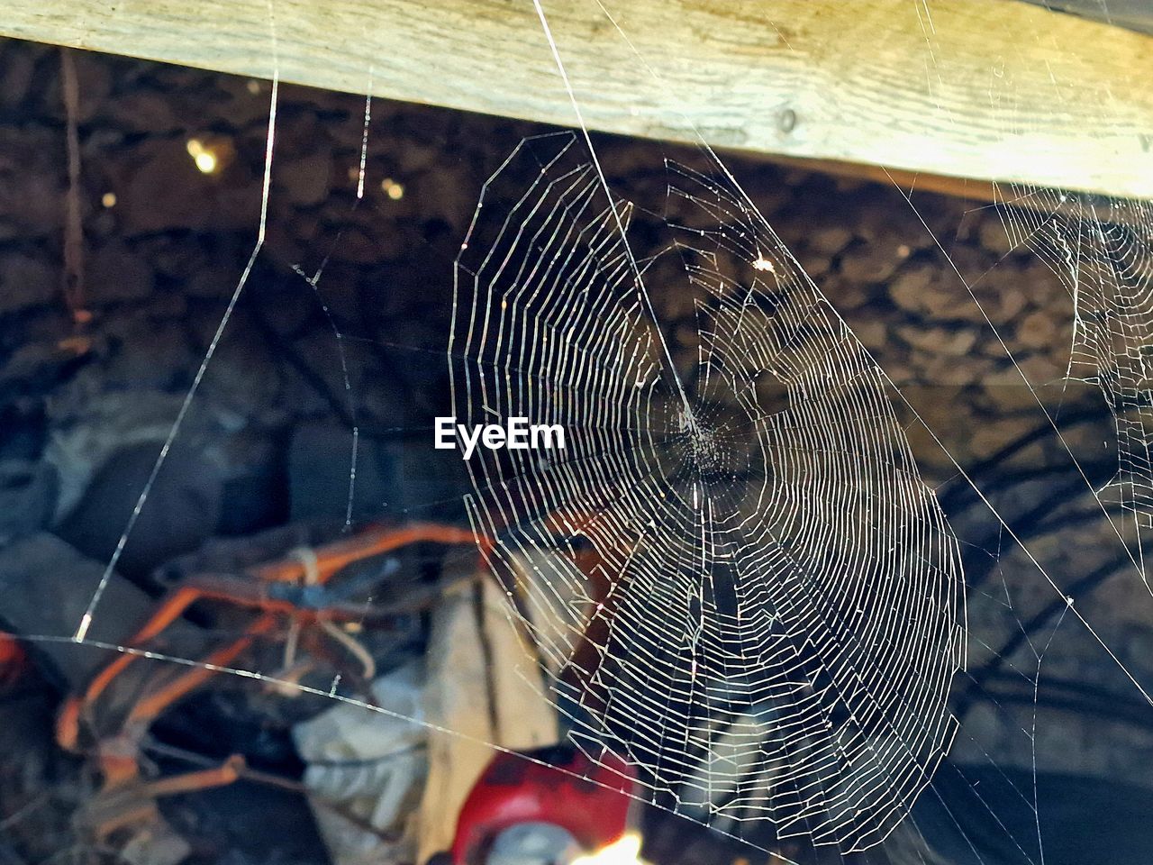 spider web, fragility, close-up, focus on foreground, no people, animal, animal themes, nature, day, outdoors, trapped, pattern, selective focus