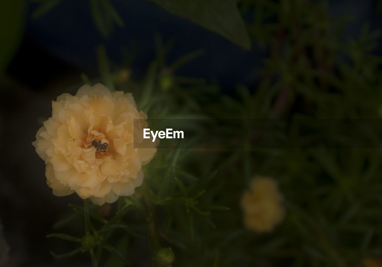 CLOSE-UP OF YELLOW FLOWERS BLOOMING