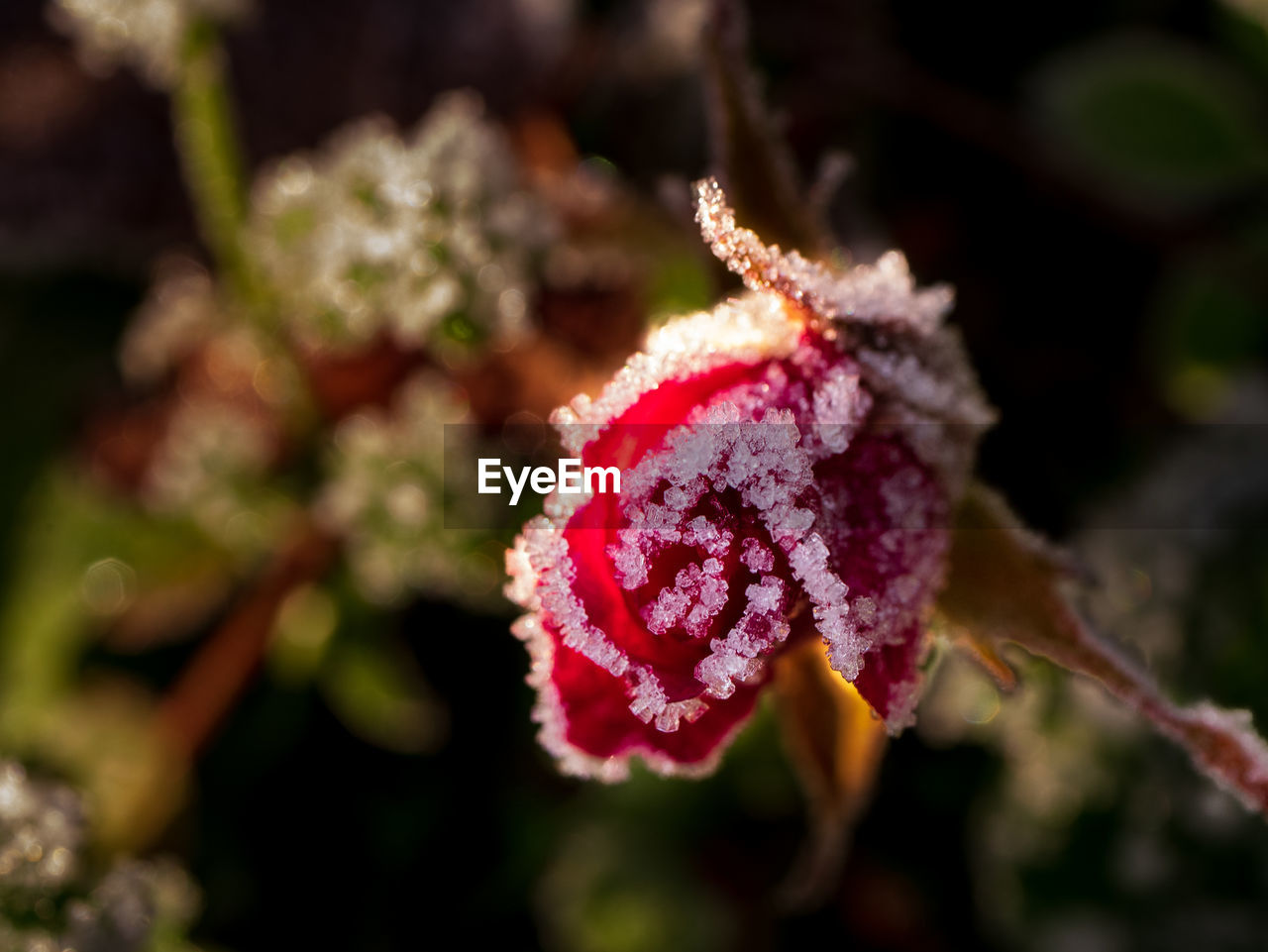 Close-up of red rose flower