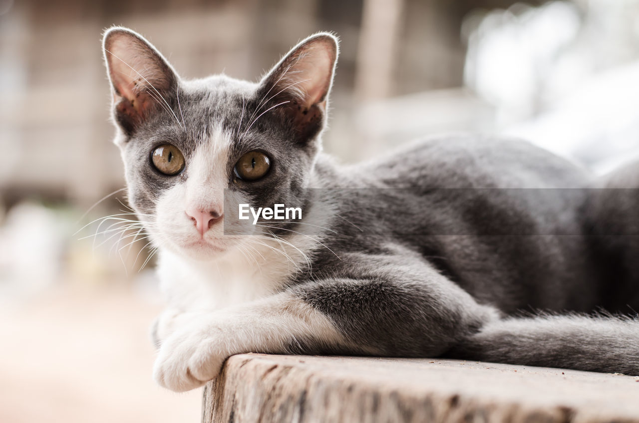 Close-up portrait of cat