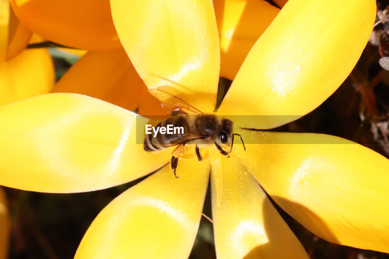 CLOSE-UP OF HONEY BEE ON YELLOW FLOWER