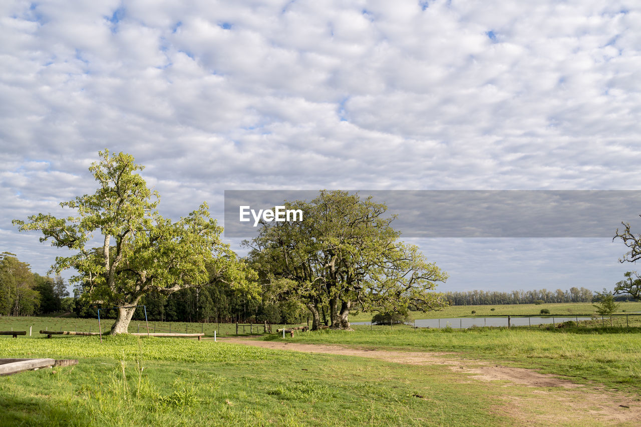 plant, tree, grass, sky, cloud, field, landscape, rural area, nature, meadow, environment, pasture, green, hill, beauty in nature, land, tranquility, grassland, no people, scenics - nature, tranquil scene, day, outdoors, prairie, rural scene, growth, non-urban scene, plain, lawn, farm, agriculture