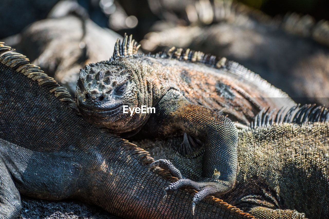 Close up of iguanas against blurred background