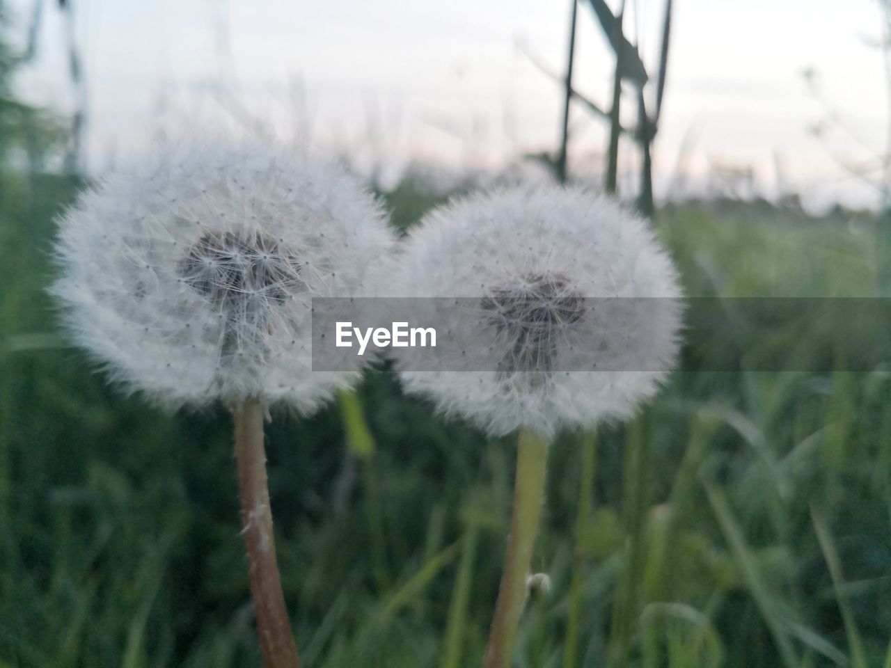 plant, flower, dandelion, nature, flowering plant, beauty in nature, freshness, growth, focus on foreground, close-up, fragility, grass, no people, plant stem, day, field, softness, tranquility, white, land, outdoors, inflorescence, environment, flower head, sky, wildflower, seed, meadow, dandelion seed