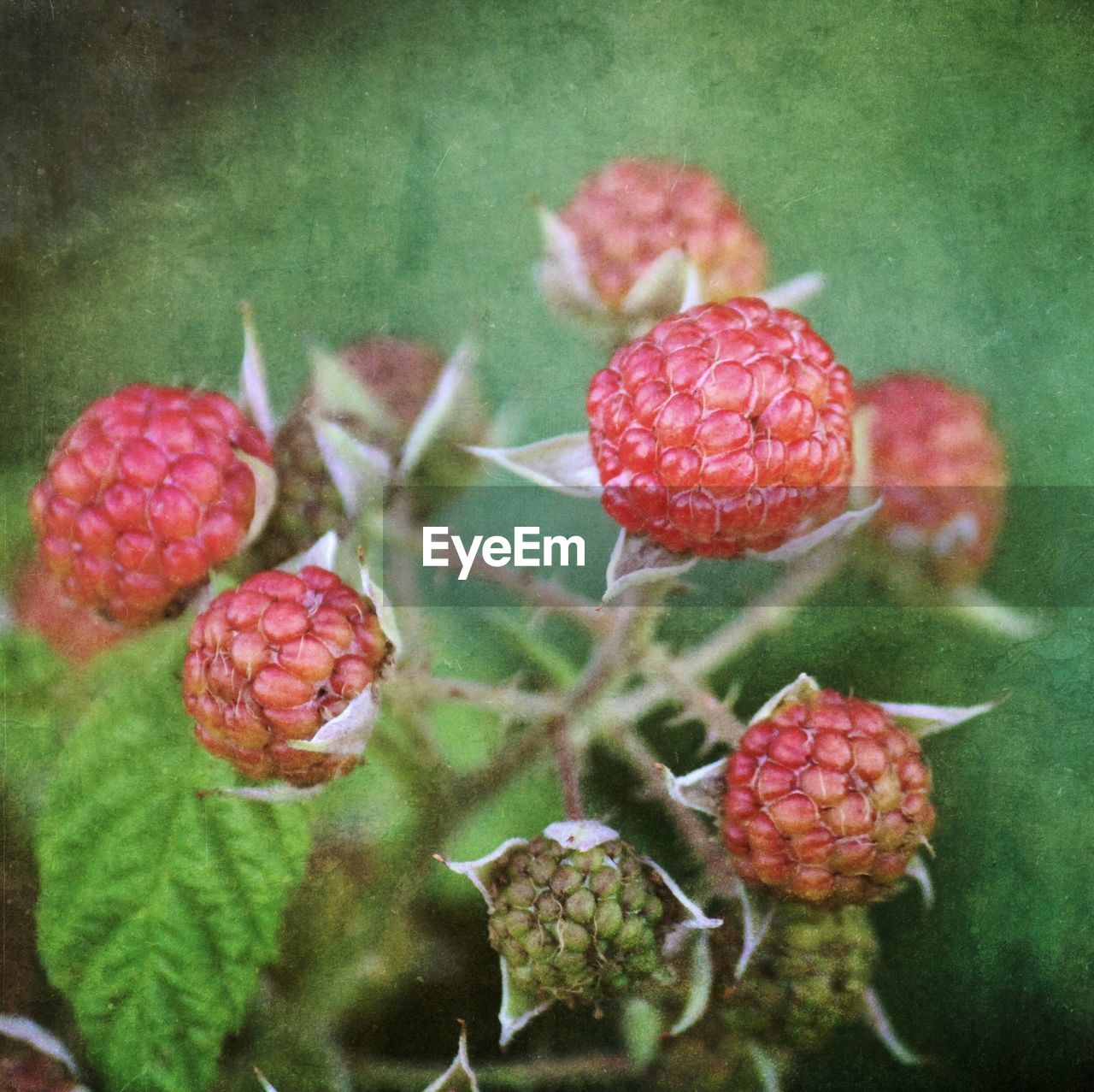 Close-up of berries growing on plant