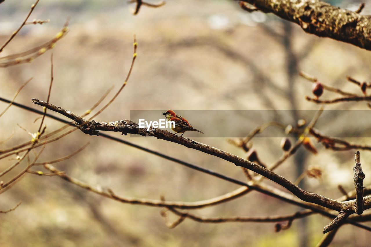 BIRD PERCHING ON TWIG