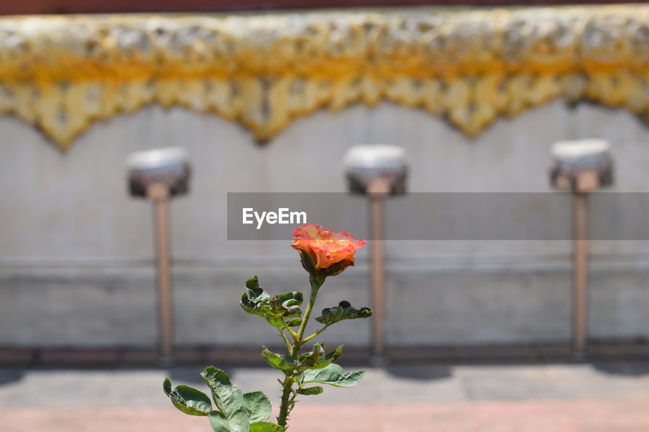 Close-up of red flowering plant