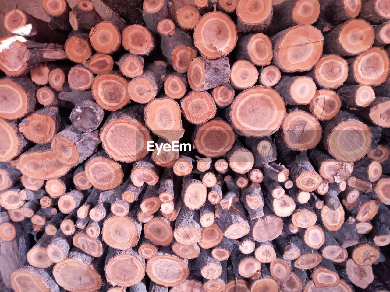 STACK OF LOGS IN FOREST