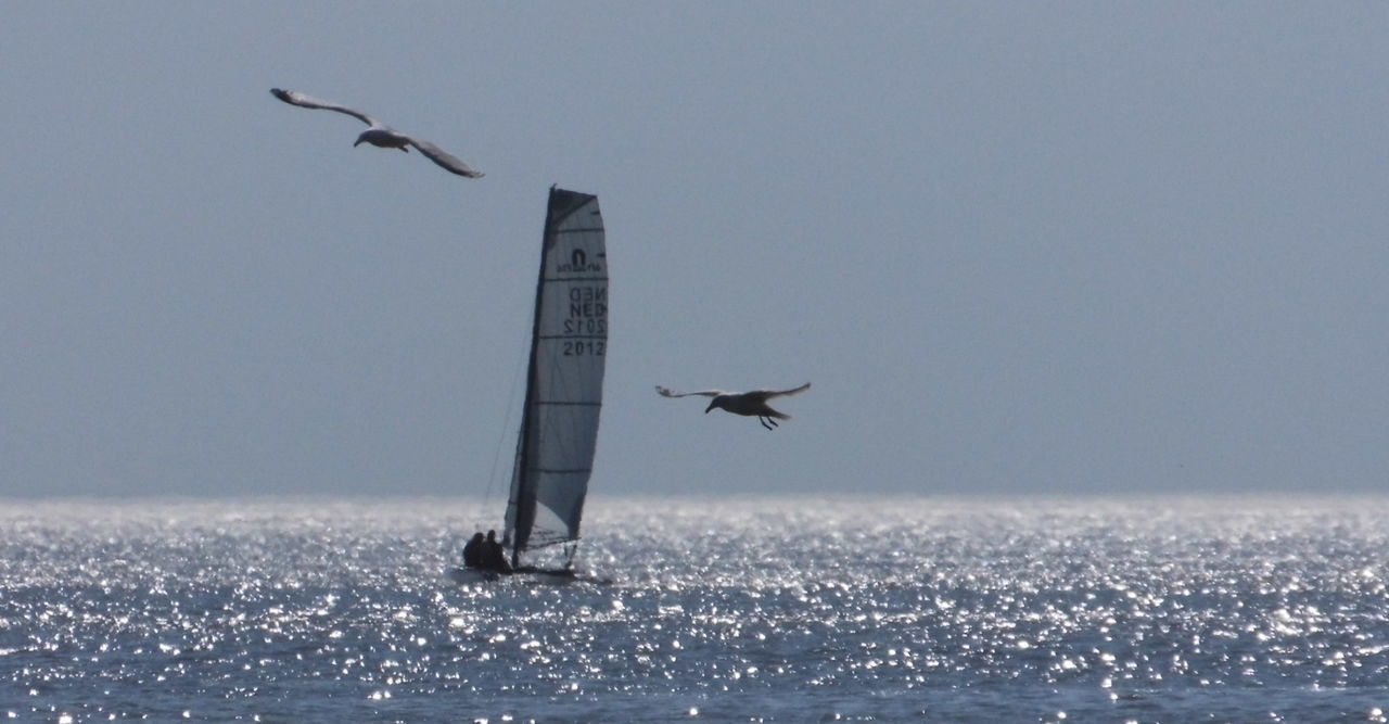 SEAGULLS FLYING OVER SEA