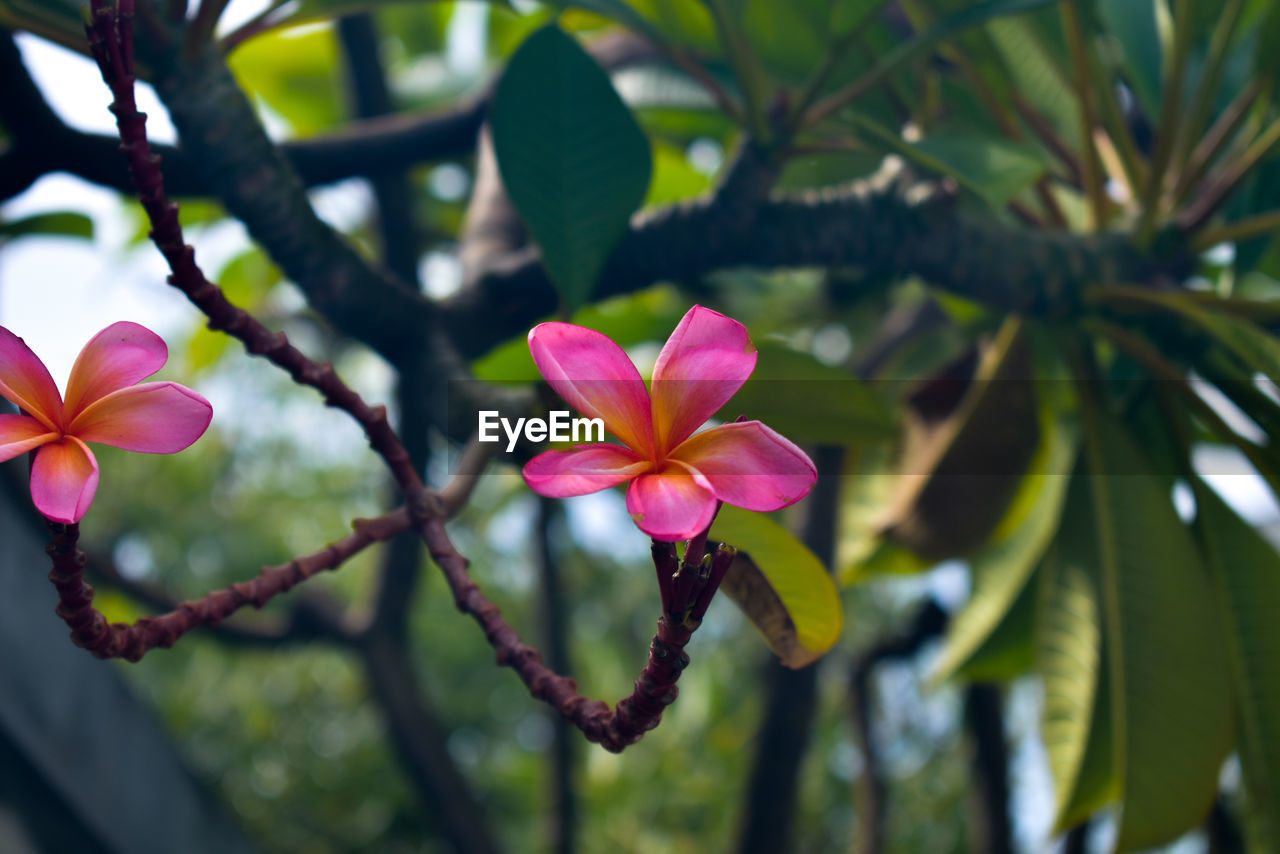 CLOSE-UP OF PINK FLOWERING PLANT AGAINST TREE