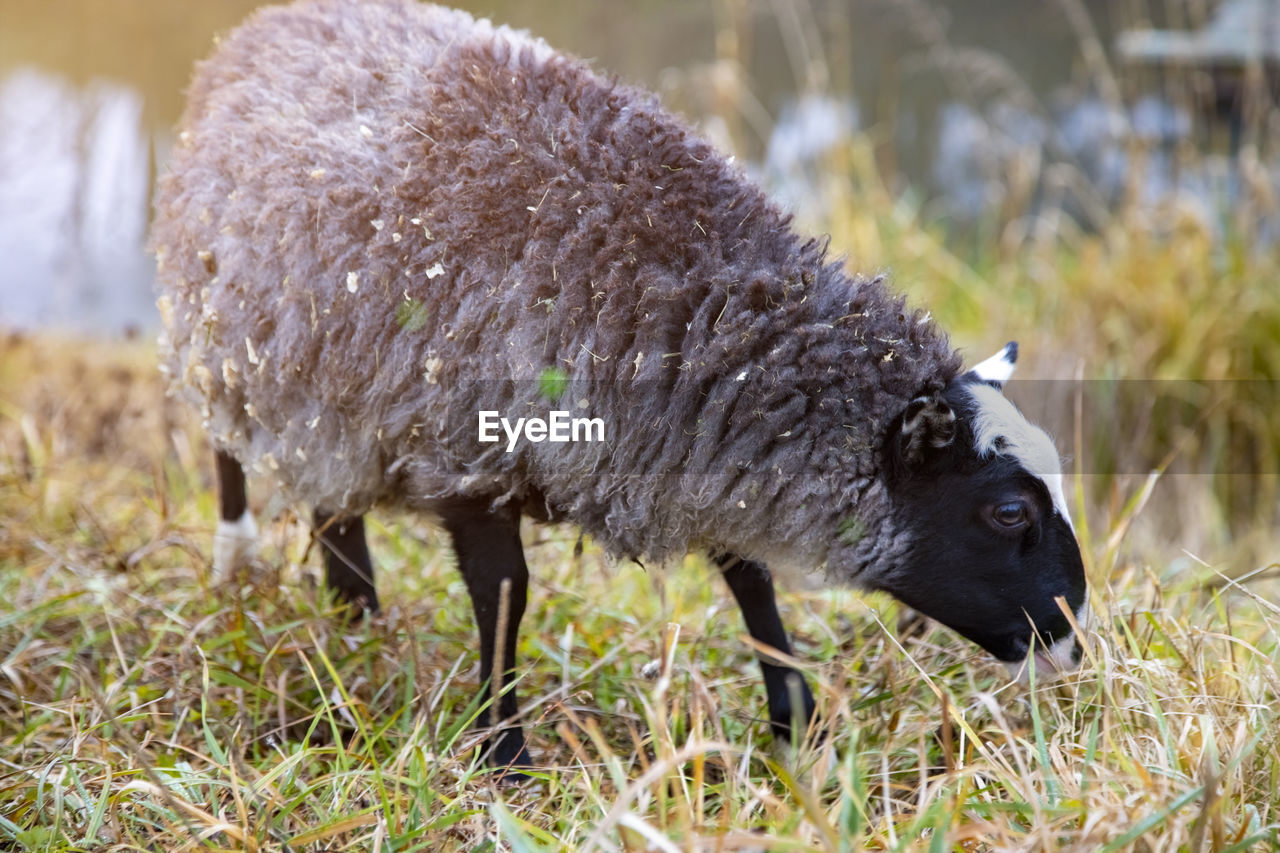 Black sheep graze in the grass near the porch of the house. mammal domestic animals grazing on field