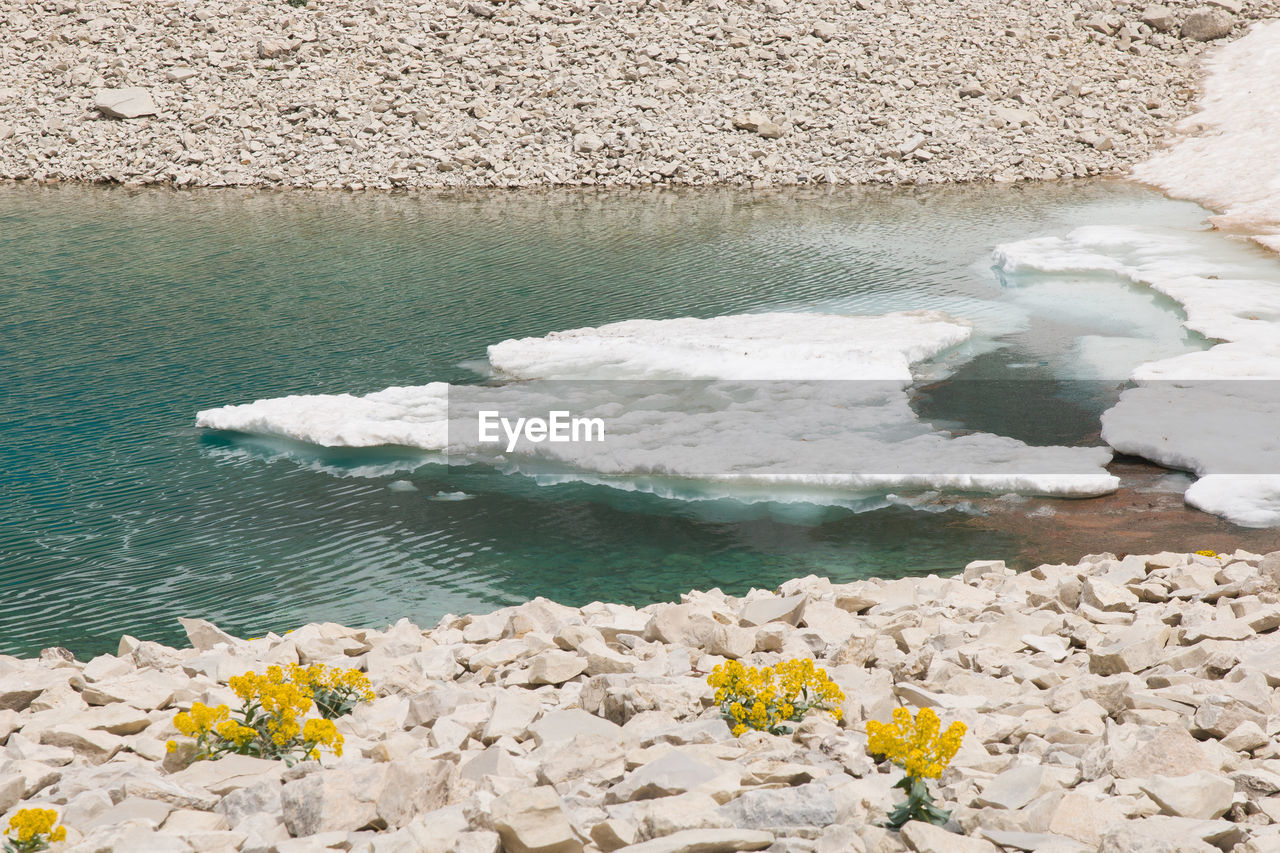 Details of pilato lake with ice and isatis allioni flowers in the monte vettore, marche, italy