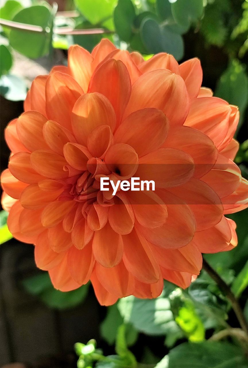 flower, flowering plant, plant, freshness, petal, dahlia, beauty in nature, flower head, inflorescence, close-up, fragility, growth, nature, orange color, no people, focus on foreground, plant part, leaf, outdoors, day