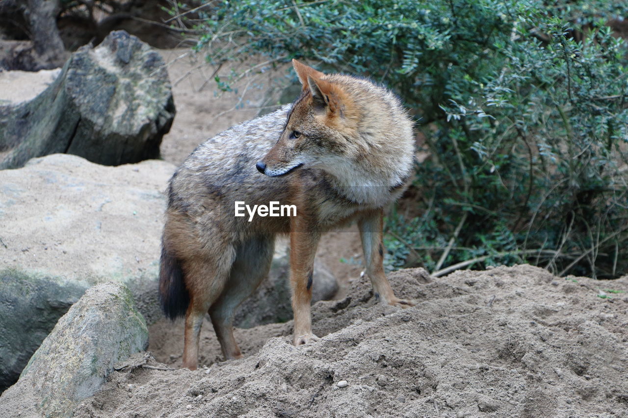 Wolf standing on rock