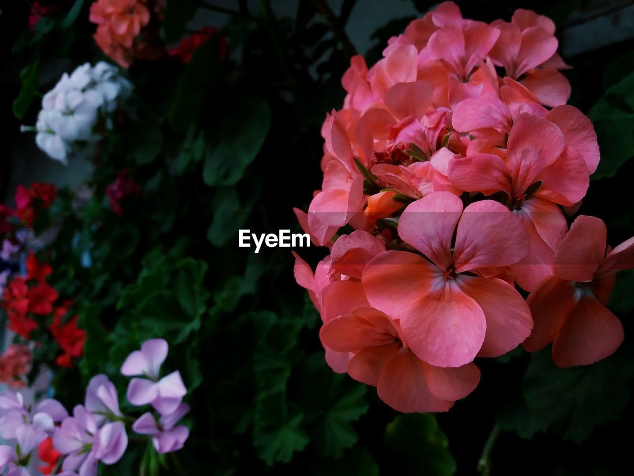 CLOSE-UP OF PINK FLOWERING PLANTS