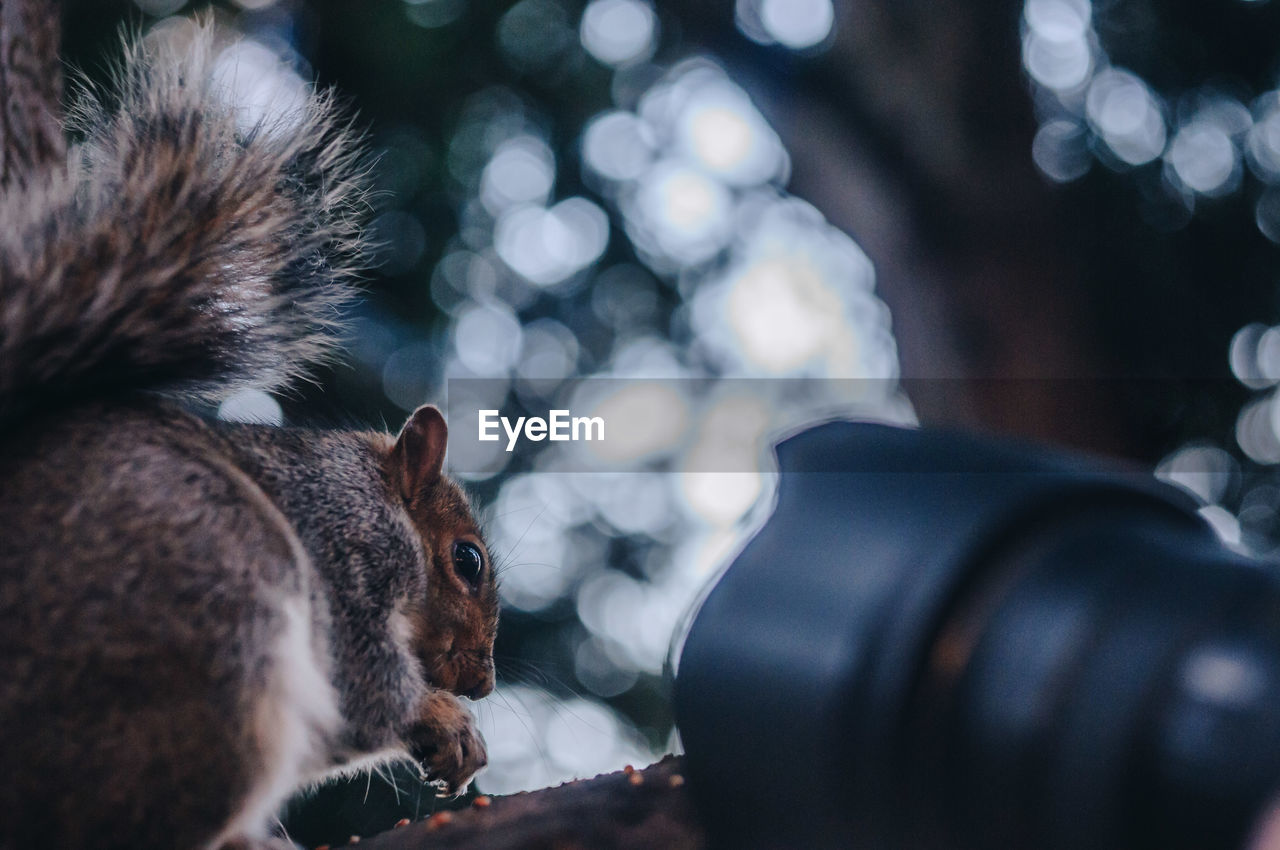 Close-up of squirrel being photographed