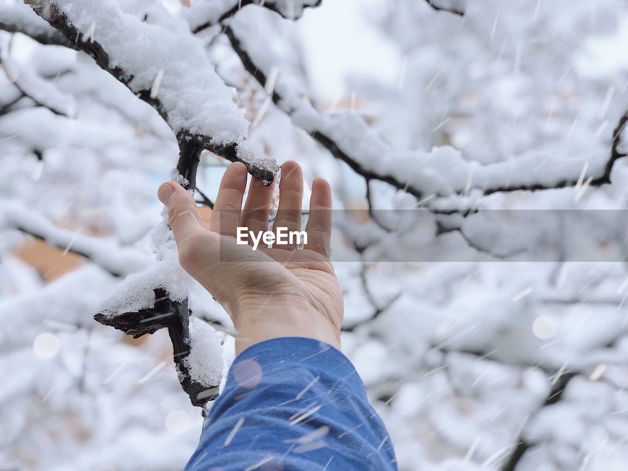 Cropped hand of man touching branch during snowfall