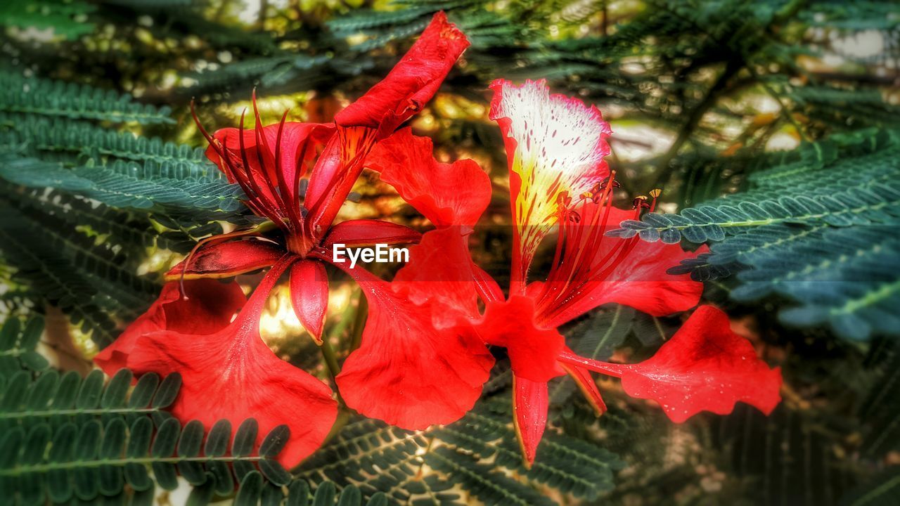 CLOSE-UP OF RED FLOWERS GROWING ON PLANT OUTDOORS