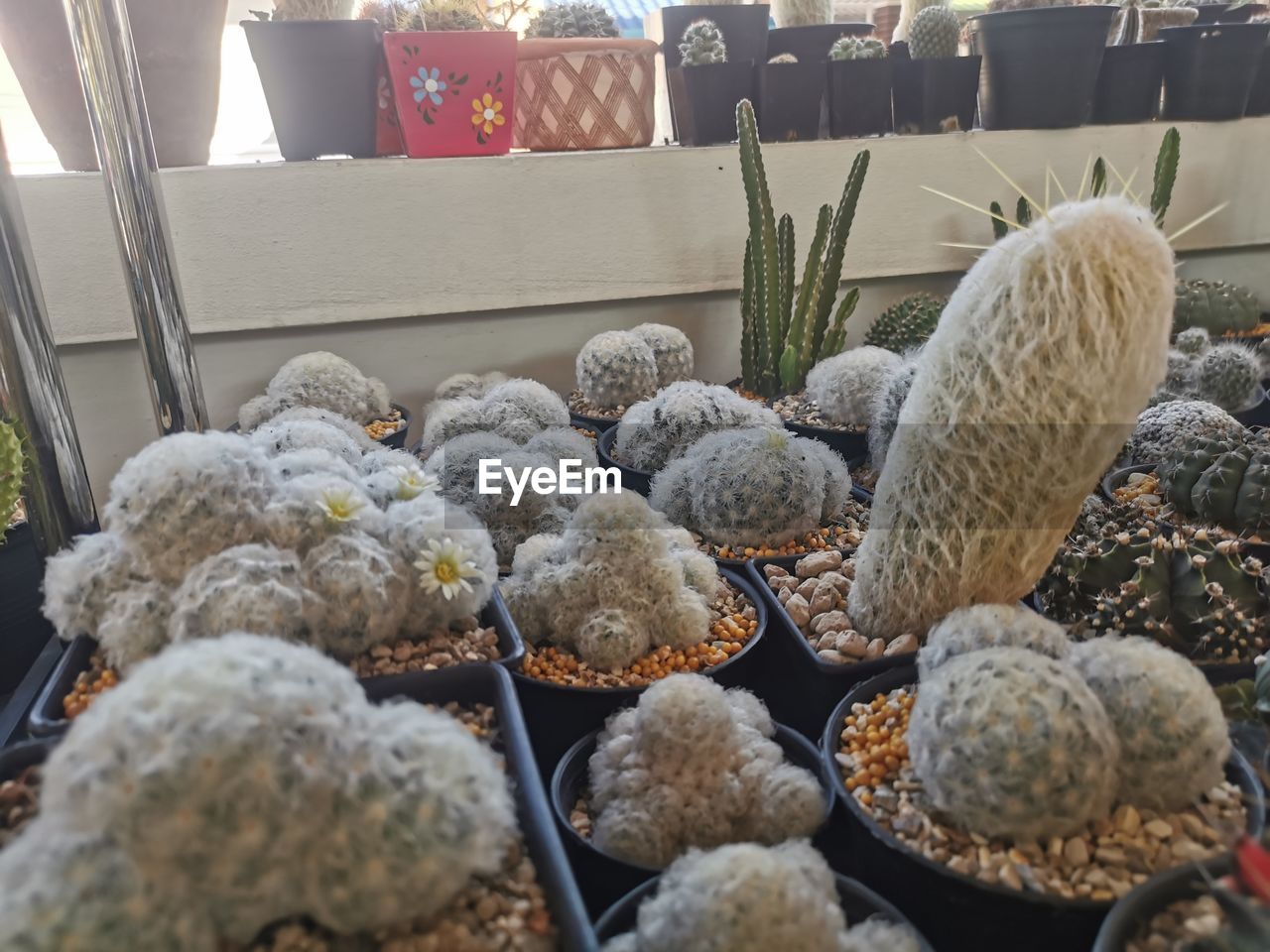 HIGH ANGLE VIEW OF SUCCULENT PLANTS IN SHOP