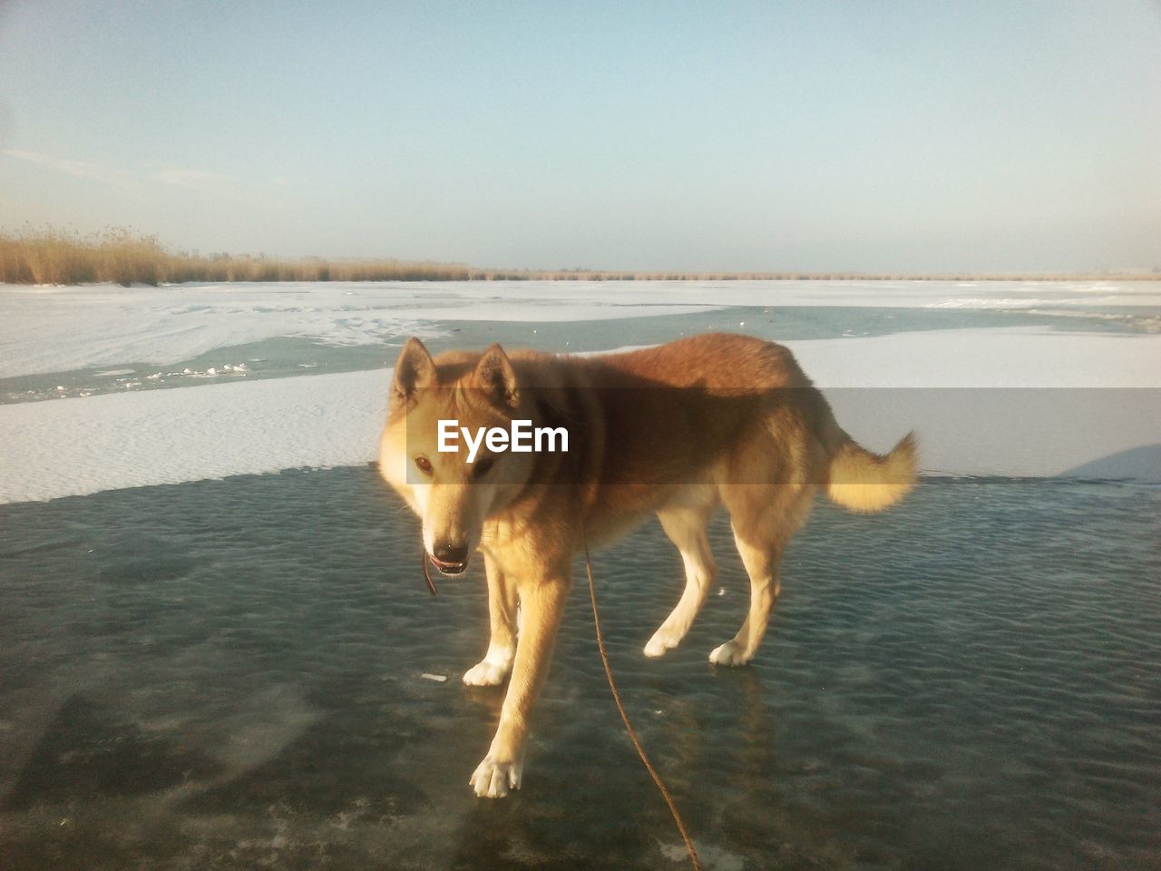 Dog on beach against clear sky