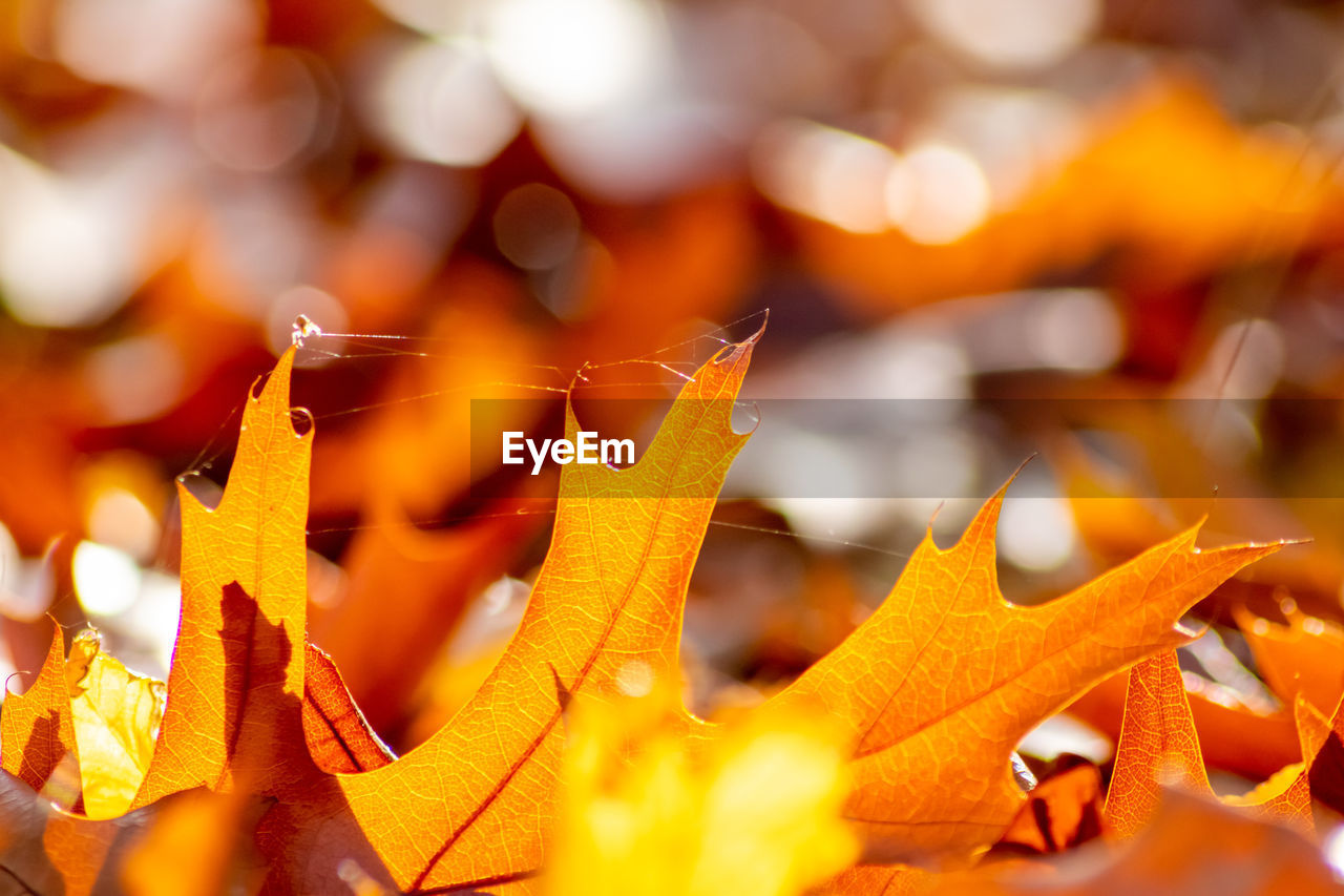 Colorful leaves in autumn and fall shine bright in the backlight and show their leaf veins