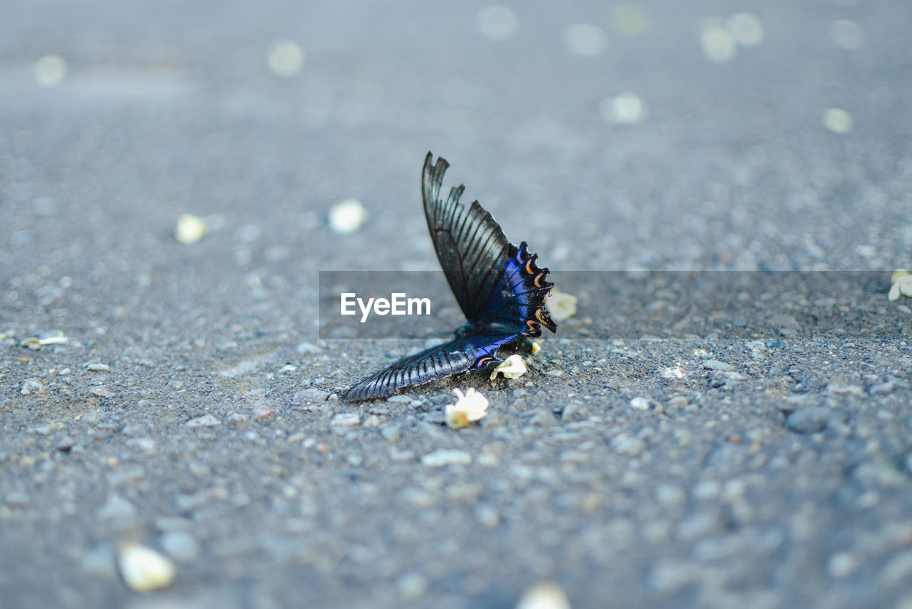 HIGH ANGLE VIEW OF BUTTERFLY ON THE LAND